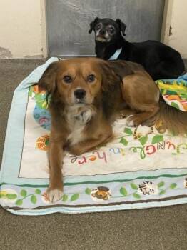 Diego -  Mixed Breed and Cocker Spaniel Dog for Adoption in Vancouver, Washington - Diego | PetCurious