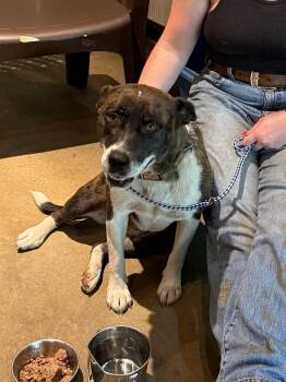 Rescue Akita Dogs for Adoption in Greensboro, Alabama - Posty | PetCurious