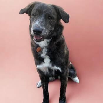 Australian Shepherd Dogs Available for Adoption - Ly | PetCurious