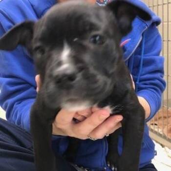 Mixed Breed Dogs Available for Adoption - Lydia | PetCurious