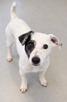 Chase -  Jack Russell Terrier Dog for Adoption in Pontiac, Michigan - Chase | PetCurious