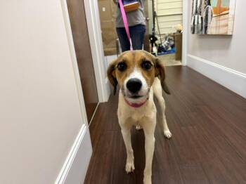 Brinley -  Hound Dog for Adoption in Holly Springs, North Carolina - Brinley | PetCurious