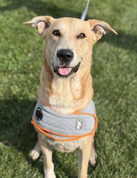 Joe -  German Shepherd Dog Dog for Adoption in Lancaster, Ohio - Joe | PetCurious