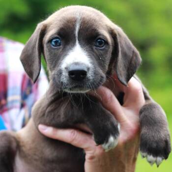Catahoula Leopard Dog and Mixed Breed Dogs Available for Adoption in Stormville, New York - CT Porcini Avail May 30 (Ellington, CT) | PetCurious