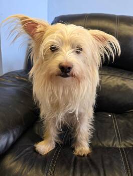 Silky Terrier Dogs Available for Adoption - Jolly | PetCurious