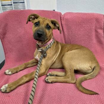German Shepherd Dog and Pit Bull Terrier Dogs Available for Adoption in Long Beach, California - CARAMEL APPLE POP | PetCurious