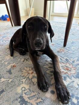 Junie B -  Hound Dog for Adoption in Midway, Utah - Junie B | PetCurious