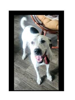 Penny ESA Dog -  Dalmatian Dog for Adoption in Lake Geneva, Wisconsin - Penny ESA Dog | PetCurious