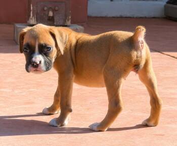 Bug -  Boxer Dog for Adoption in Dana Point, California - Bug | PetCurious