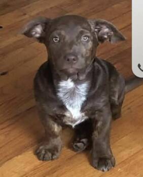 Dachshund and Terrier Dogs Available for Adoption in New York, New York - Ralphie  | PetCurious