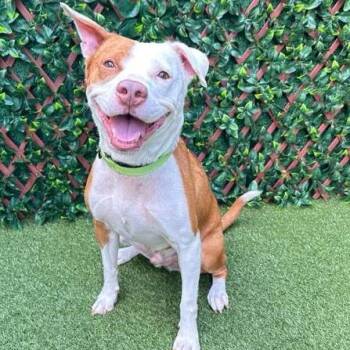 Cattle Dog and Mixed Breed Dogs Available for Adoption in West Palm Beach, Florida - Toy | PetCurious