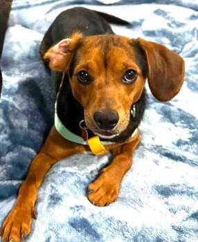 Dandy -  Beagle Dog for Adoption in Dunnellon, Florida - Dandy | PetCurious