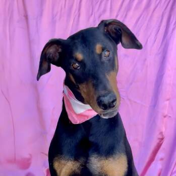 NOVA -  Doberman Pinscher Dog for Adoption in Rowland Heights, California - NOVA | PetCurious