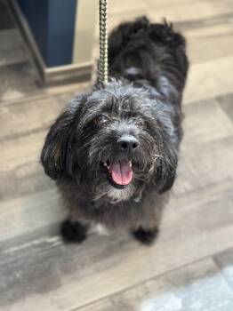 Terrier Dogs Available for Adoption in Stafford, Virginia - Baby Bop *AVAILABLE MAY 12** | PetCurious