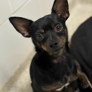 Blinky -  Chihuahua Dog for Adoption in Gloucester, Virginia - Blinky | PetCurious