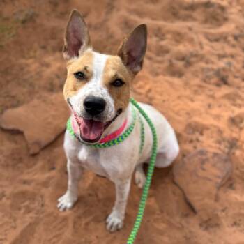 Cattle Dog and Pit Bull Terrier Dogs Available for Adoption in Kanab, Utah - Chimkins | PetCurious