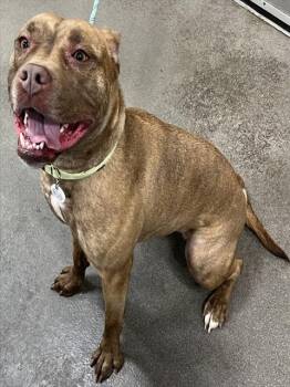 American Bulldog Dogs Available for Adoption - SAGE | PetCurious