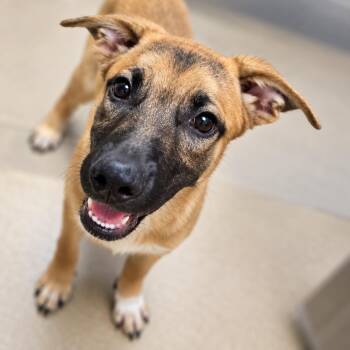 Rover -  Belgian Shepherd Malinois Dog for Adoption in Duxbury, Massachusetts - Rover | PetCurious