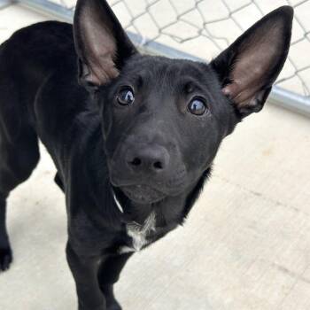 Aqua -  Shepherd and Mixed Breed Dog for Adoption in Matteson, Illinois - Aqua | PetCurious