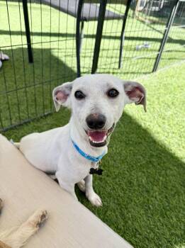 Rescue Greyhound Dogs for Adoption in Agoura Hills, California - Austin | PetCurious