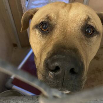 KING -  Pit Bull Terrier Dog for Adoption in Abilene, Texas - KING | PetCurious