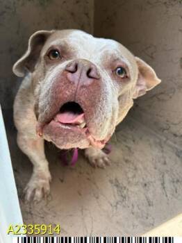 KITANA -  Mixed Breed Dog for Adoption in West Palm Beach, Florida - KITANA | PetCurious