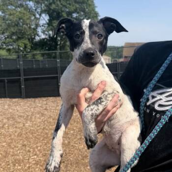 Cat -  Mixed Breed Dog for Adoption in Wappingers Falls, New York - Cat | PetCurious