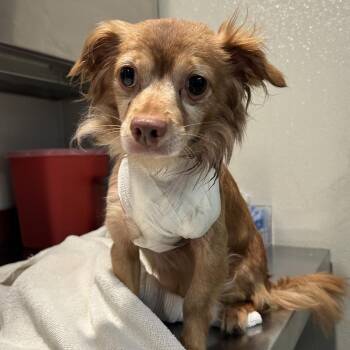 IVHS-Stray-142071 -  Spaniel and Chihuahua Dog for Adoption in San Gabriel, California - IVHS-Stray-142071 | PetCurious