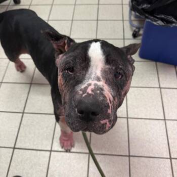 Wrinkle Stinkle -  Mixed Breed Dog for Adoption in Charleston, West Virginia - Wrinkle Stinkle | PetCurious