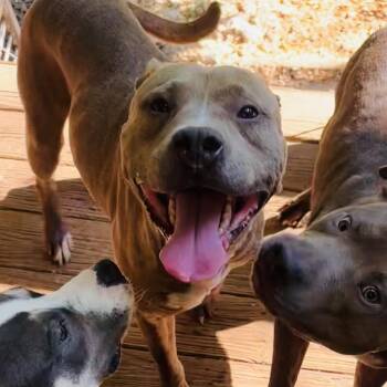 Capone -  Pit Bull Terrier Dog for Adoption in Rogers, Arkansas - Capone | PetCurious