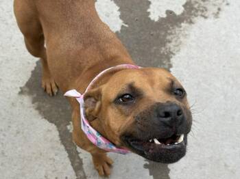 Pit Bull Terrier and Mixed Breed Dogs Available for Adoption in Tulsa, Oklahoma - DARLING | PetCurious