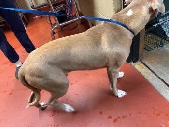 Domingo -  Pit Bull Terrier Dog for Adoption in Douglasville, Georgia - Domingo | PetCurious