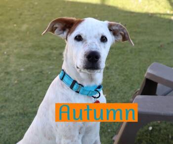 Rescue Australian Cattle Dog Blue Heeler and Labrador Retriever Dogs for Adoption in Southlake, Texas - Autumn | PetCurious