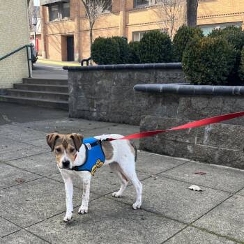 Beagle and Pointer Dogs Available for Adoption in Ashland, Oregon - Cooper | PetCurious