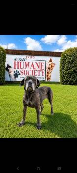 Money -  Neapolitan Mastiff and Cane Corso Dog for Adoption in Albany, Georgia - Money | PetCurious
