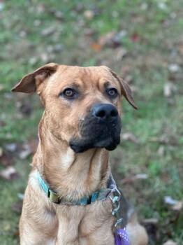 Rescue German Shepherd Dog and Great Dane Dogs for Adoption in Bridgton, Maine - Floki | PetCurious