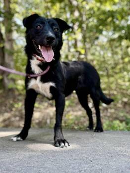 Frank -  Australian Cattle Dog Blue Heeler Dog for Adoption in Waverly, Tennessee - Frank | PetCurious