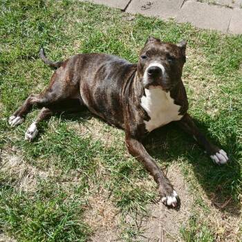 American Staffordshire Terrier and Mixed Breed Dogs Available for Adoption in Houston, Texas - Jasmine | PetCurious