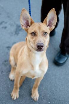 Dixie -  Shepherd Dog for Adoption in Frankfort, New York - Dixie | PetCurious