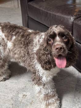 Hershel -  Cocker Spaniel Dog for Adoption in Jamestown, California - Hershel | PetCurious