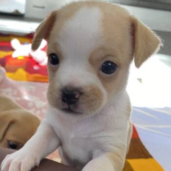 Pip -  Terrier and Mixed Breed Dog for Adoption in Wimberley, Texas - Pip | PetCurious