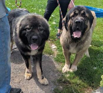 Roger -  Caucasian Sheepdog Caucasian Ovtcharka Dog for Adoption in New Windsor, New York - Roger | PetCurious