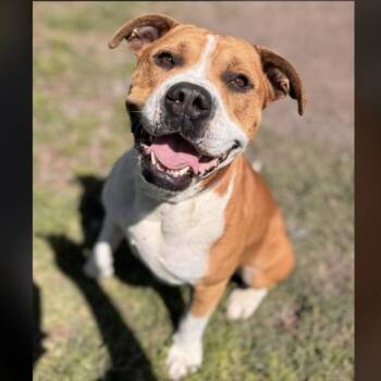 Boxer and Mixed Breed Dogs Available for Adoption - CODY | PetCurious
