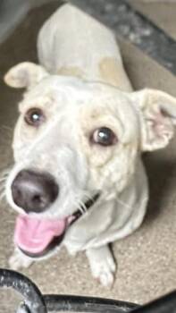 Chihuahua and Mixed Breed Dogs Available for Adoption in San Bernardino, California - OSO | PetCurious