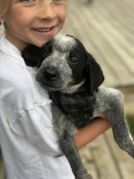 Wilson the Australian Cattle Dog Puppy -  Australian Cattle Dog Blue Heeler Dog for Adoption in Muskego, Wisconsin - Wilson The Australian Cattle Dog Puppy | PetCurious