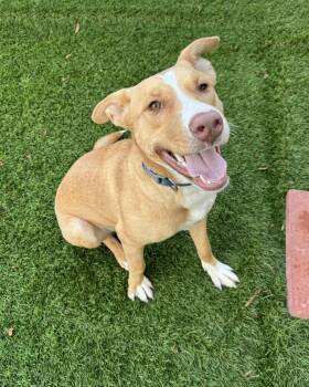 Rescue Pit Bull Terrier and Husky Dogs for Adoption in Beavercreek, Oregon - Mandy | PetCurious