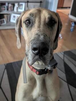 Lincoln -  Great Dane Dog for Adoption in Fort Madison, Iowa - Lincoln | PetCurious