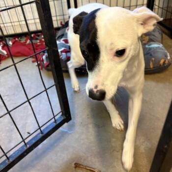Zero -  Jack Russell Terrier Dog for Adoption in Sanford, North Carolina - Zero | PetCurious