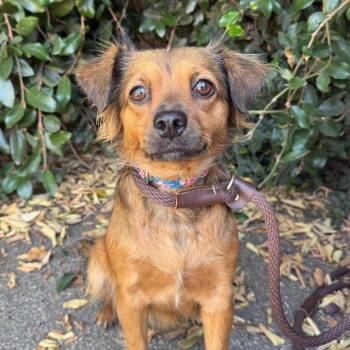 Mia -  Chihuahua Dog for Adoption in Goleta, California - Mia | PetCurious