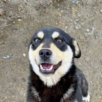 Shepherd and Husky Dogs Available for Adoption in Niagara Falls, Ontario - Rocky (20260507-02) | PetCurious
